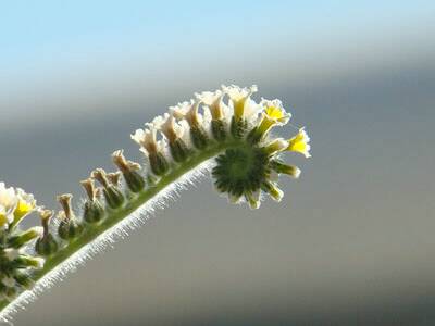 ete2008-a-jamhour-20080711-196