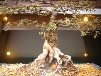 flanerie-japon-20080310-021