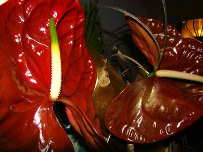 flanerie-japon-20080310-078