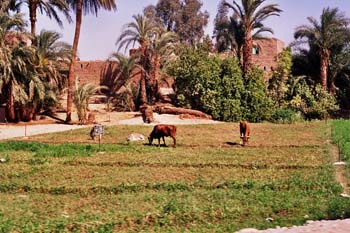 mejegypte-20040412-10