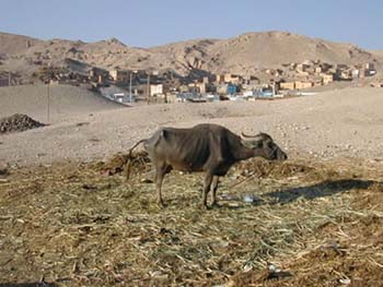 mejegypte-20040413-01